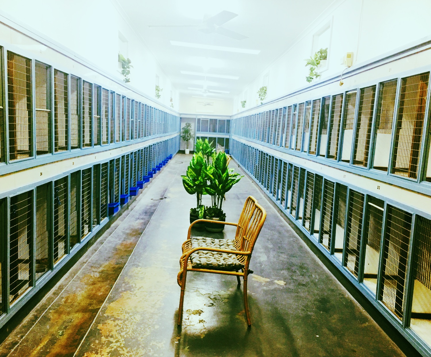 Services Tara Pet Boarding