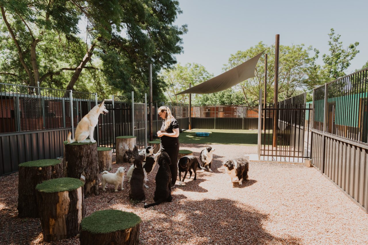 Dog Boarding 1234 Tara Pet Boarding